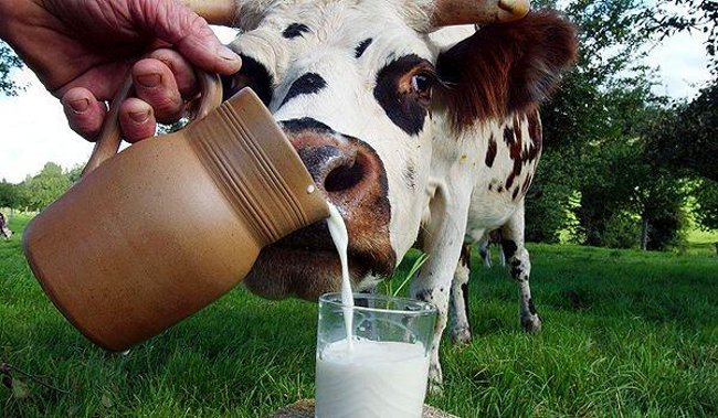 Maito lapsille: hyötyä tai haittaa?