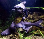 Shark-monni: mini-hain akvaariossa