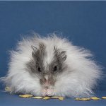 Angora hamsteri