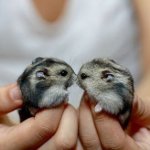Hamsterien raskaus