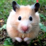Hamsterien taudit