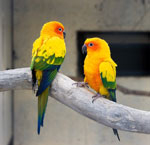 Parrotsin taudit