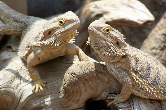 Parrakas agama terrariumissasi