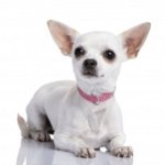 Mitä ruokkia Chihuahua