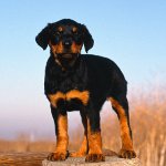 Dysplasia koirilla Dysplasia koirilla