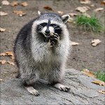 Etusivu Raccoons Etusivu Raccoons