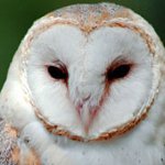 Etusivu pöllöt: miten ylläpitää?