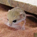 Home jerboa: huolto ja hoito