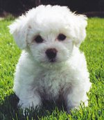 Ranskan Bolognese (Bichon Frise)