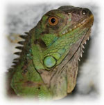 Iguana kotona