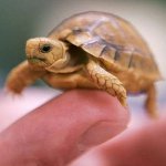 Kuinka määritellä kilpikonnan sukupuoli?