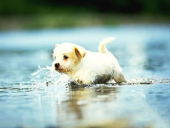 Kuinka oikein uida koiria?