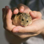 Kuinka hillitä hamsteri