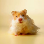 Miten valita hamsteri? Miten valita hamsteri?