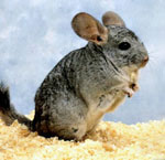 Miten valita chinchilla?