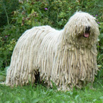 Komondor: Unkarinpaimenkoira Komondor: Unkarinpaimenkoira