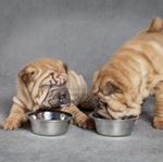Ruoka shar peille