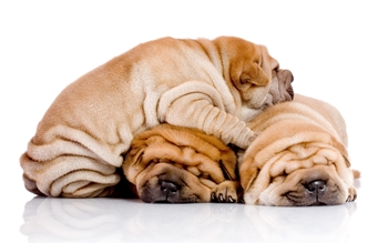 Ruoka shar peille