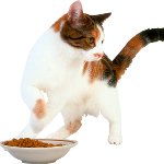 Kissa ei syö mitään Kissa ei syö mitään