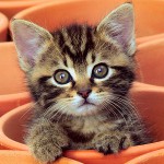 Kitten aivastaa: mitä tehdä?