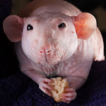 Sphynx-rotat