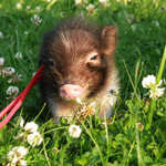 Mini-sika: huolto ja hoito