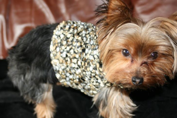 Dress Pet for Winter: Vaatteet Yorkille