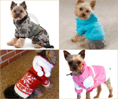 Dress Pet for Winter: Vaatteet Yorkille