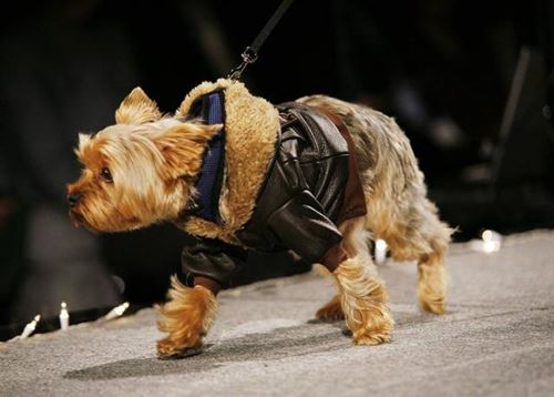 Dress Pet for Winter: Vaatteet Yorkille