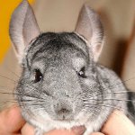 Kiillon chinchillas