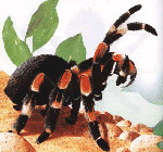 Kuinka hoitaa tarantulan hämähäkkejä