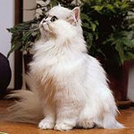 Persian chinchilla