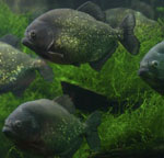 Piranaa akvaariossa Piranaa akvaariossa