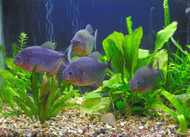 Piranaa akvaariossa