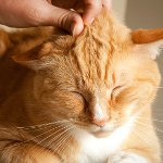 Miksi kissat purr? Miksi kissat purr?