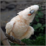 Cockatoon papukaijoja Cockatoon papukaijoja