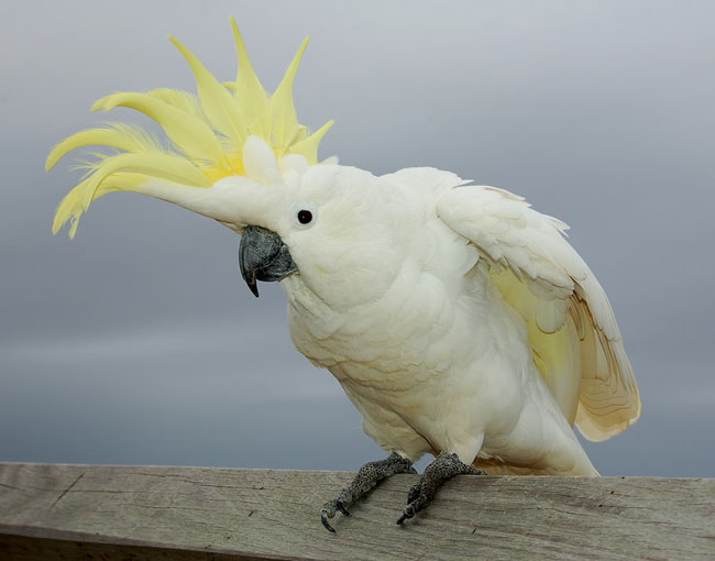 Cockatoon papukaijoja Cockatoon papukaijoja