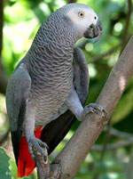 Jacques Parrot: sisältö kotona