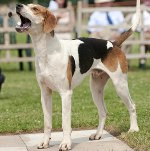 Amerikkalainen Foxhound