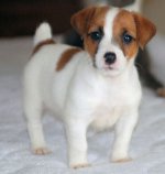 Rotu Jack Russell Terrieri