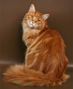 Maine Coon kissanrotu Maine Coon kissanrotu