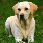 Rotu Labrador Rotu Labrador