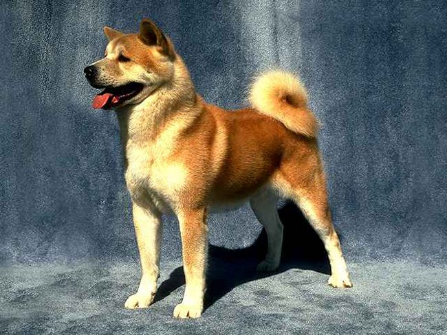 Koirarodut: Akita Inu