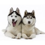 Husky-koiranrotu