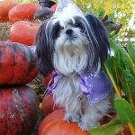 Shih Tzu-koiran rotu