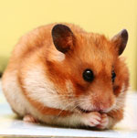 Hamsterien rodut