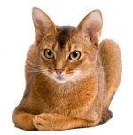 Kissarodut: Abyssinian kissa