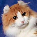 Kissarodut: American Curl Kissarodut: American Curl
