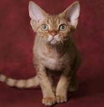 Kissarodut: Devon Rex