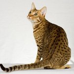 Kissarodut: ocicat Kissarodut: ocicat